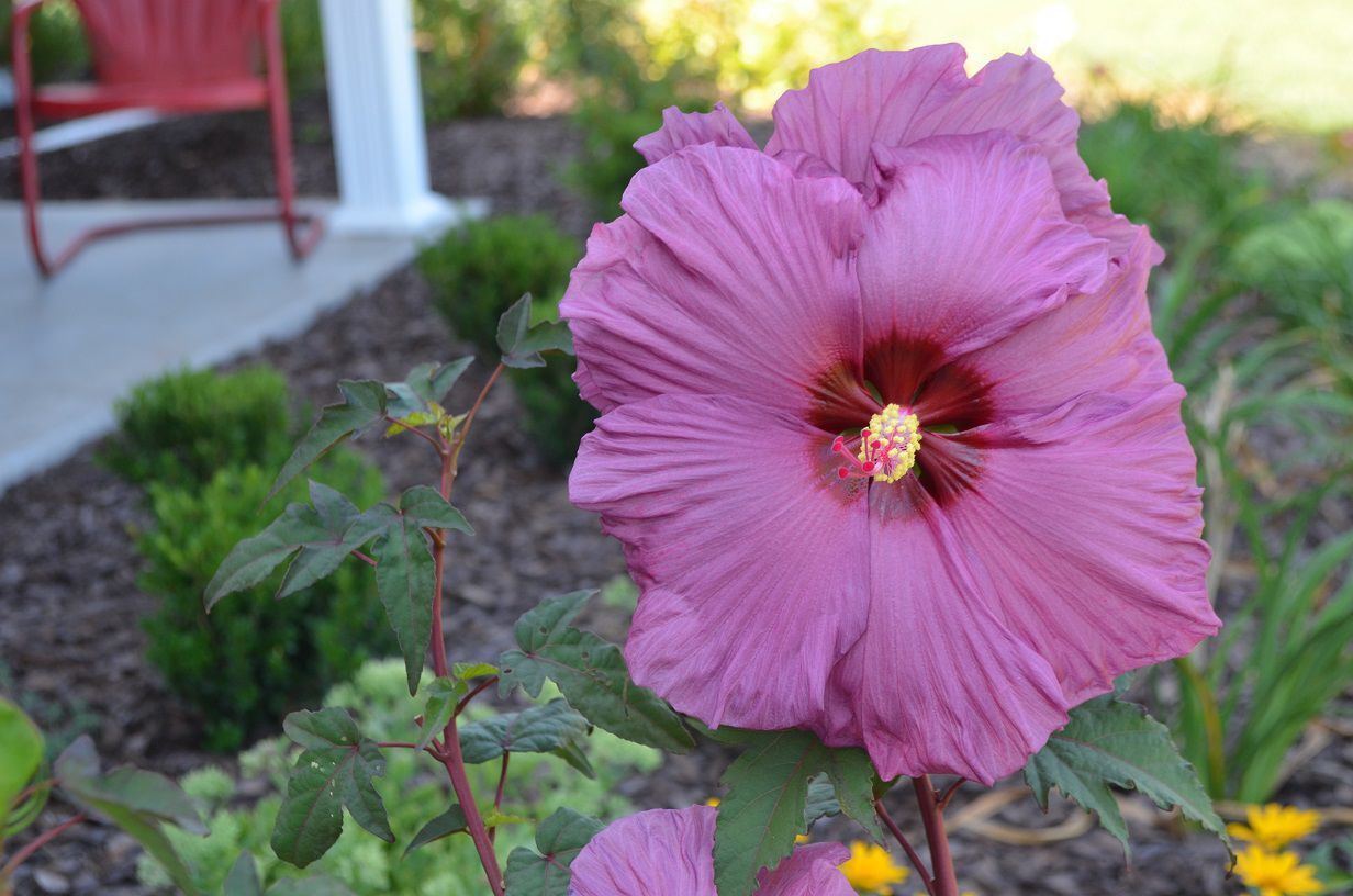 Hibiscus_PlumFlambeSummerSpice_JBerry.jpg